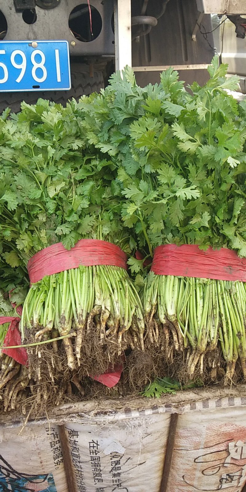 大叶香菜吉林香菜大量供应，对接全国市场欢迎咨询