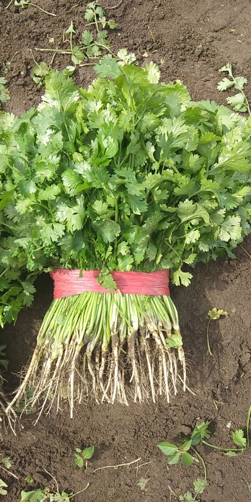 大叶香菜吉林香菜大量供应，对接全国市场欢迎咨询