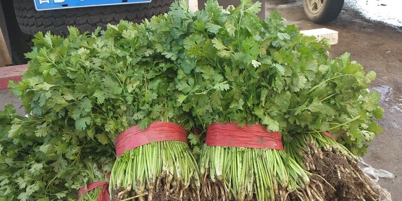大叶香菜吉林香菜大量供应，对接全国市场欢迎咨询