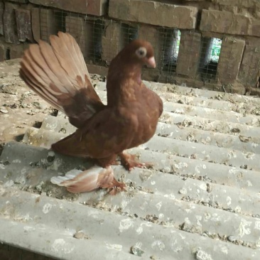 观赏鸽