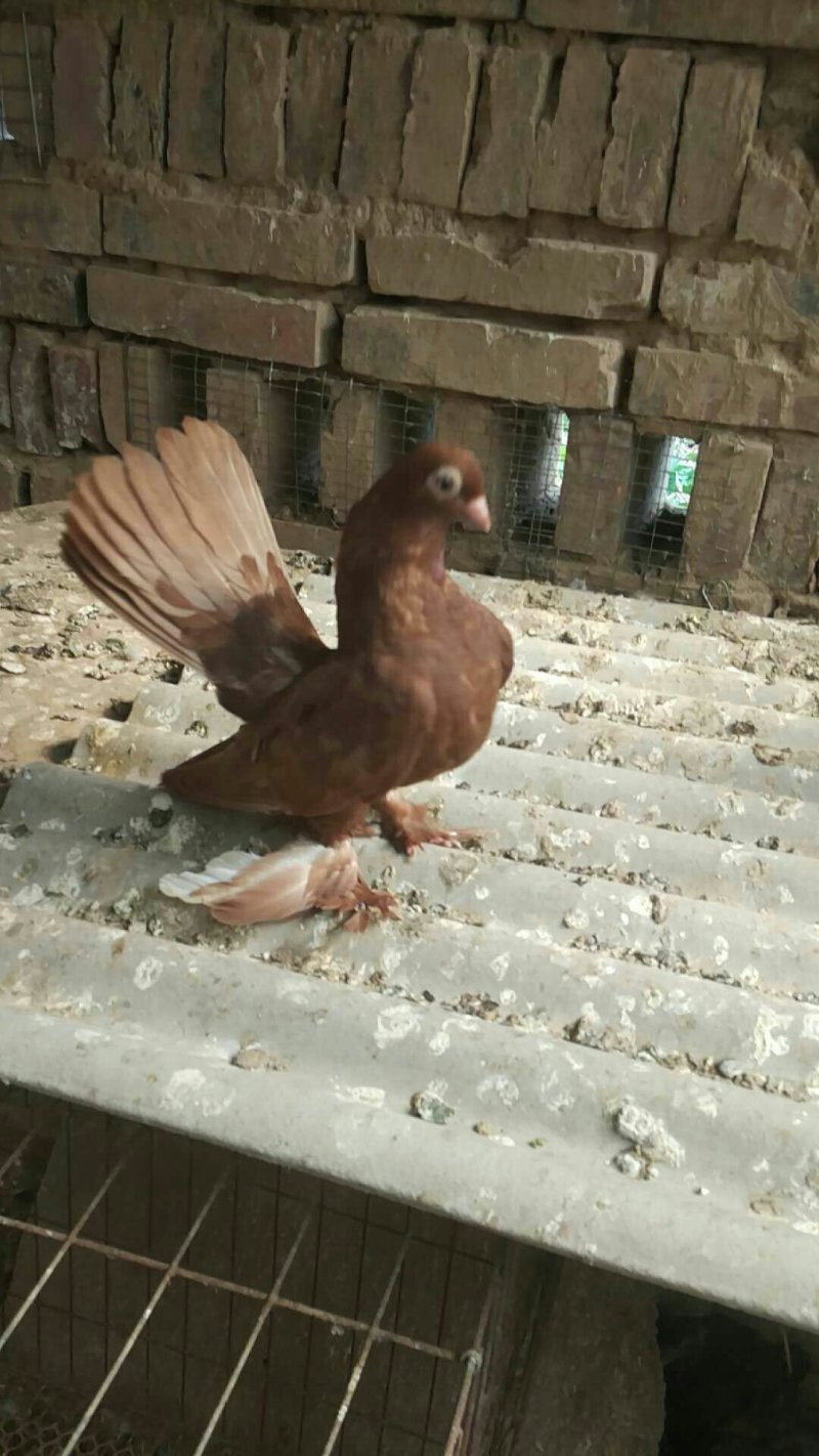观赏鸽