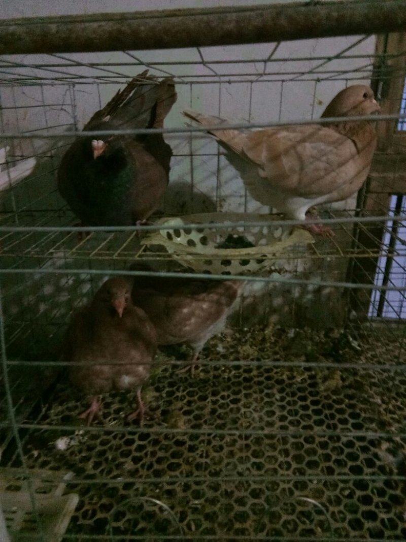观赏鸽