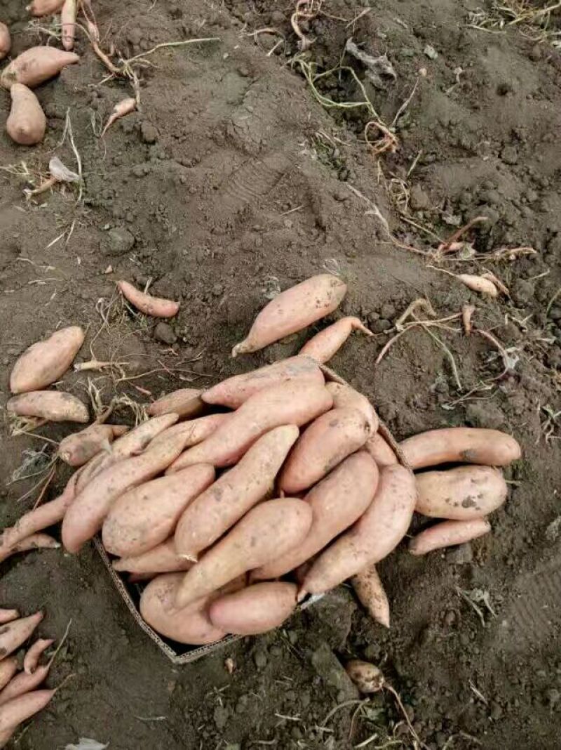 大量出售济宁泗水各品种地瓜