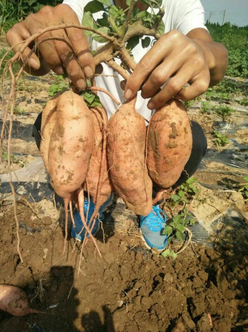 大量出售济宁泗水各品种地瓜
