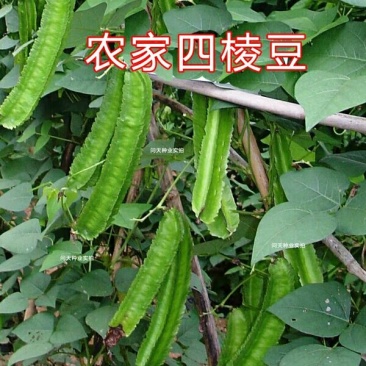 四棱豆种子2-3斤种植一亩地可货到付款