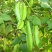 四棱豆种子2-3斤种植一亩地可货到付款