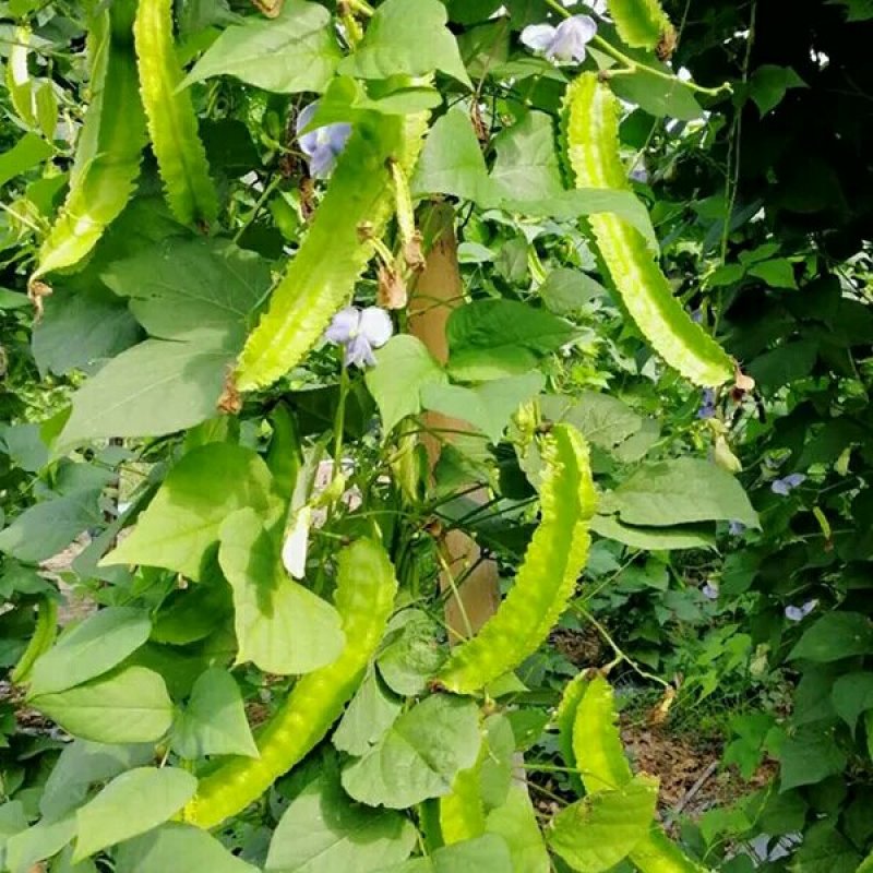 四棱豆种子2-3斤种植一亩地可货到付款