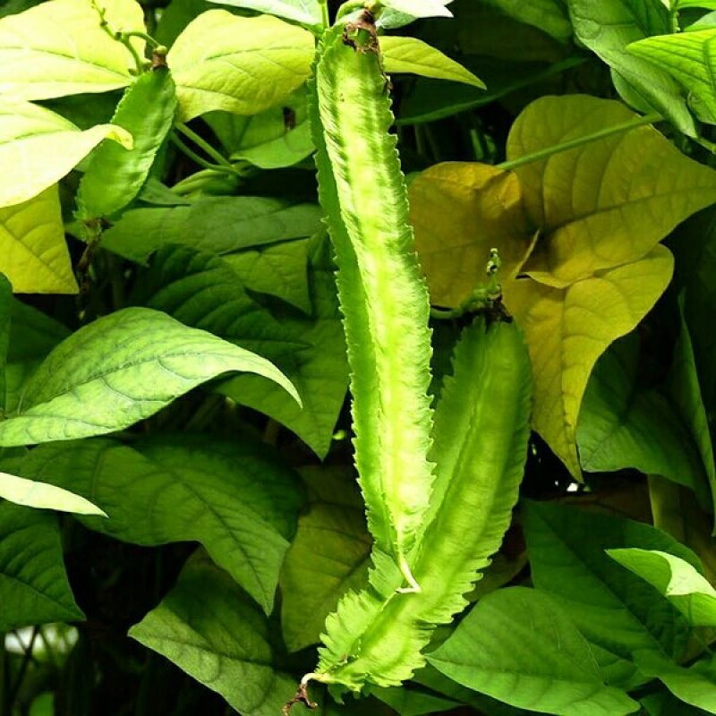 四棱豆种子2-3斤种植一亩地可货到付款
