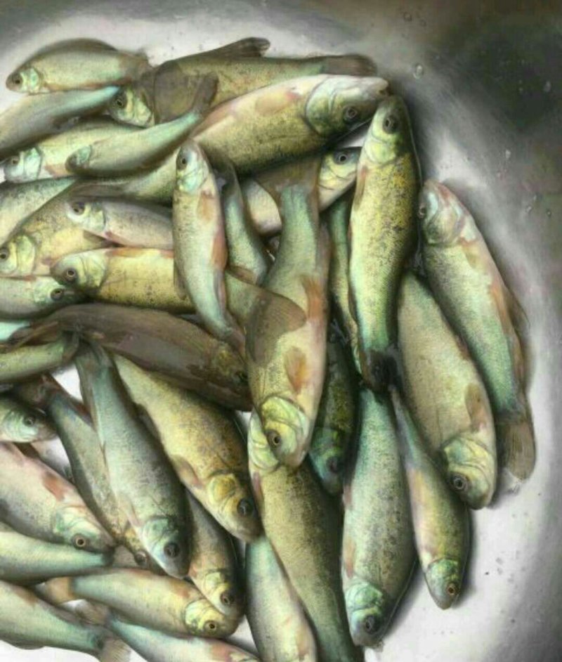 丁桂鱼苗