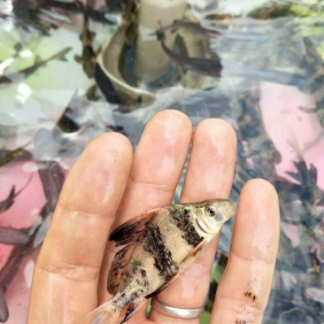胭脂鱼苗