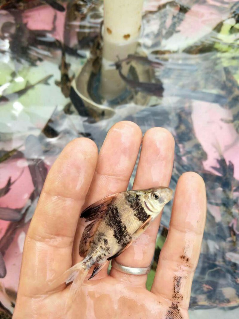 胭脂鱼苗