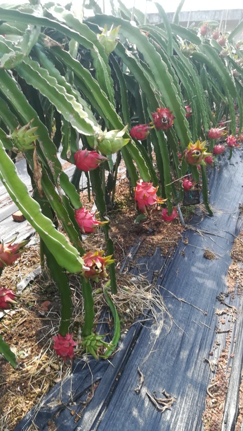 金都大红火龙果基地大货源足