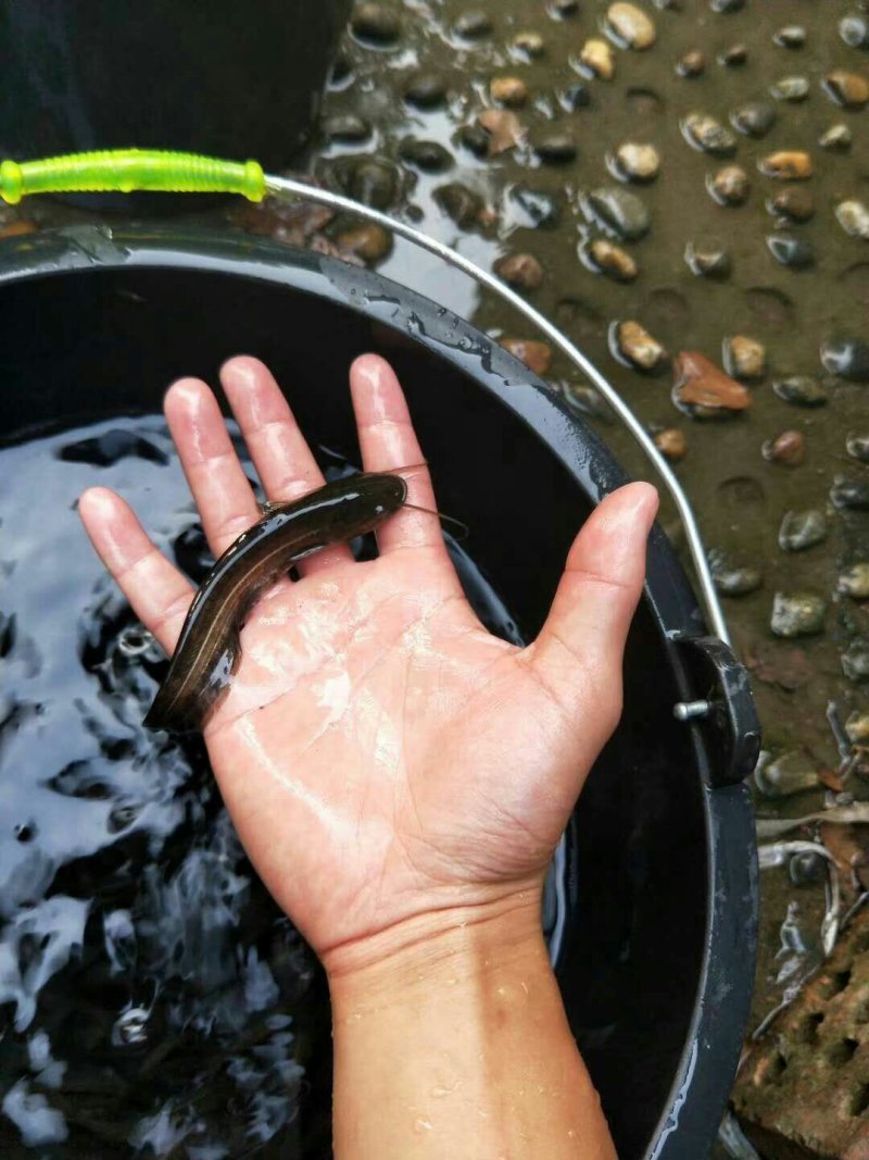 大口鲶鱼苗