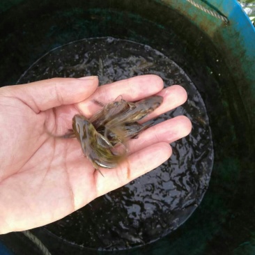 黄颡鱼苗