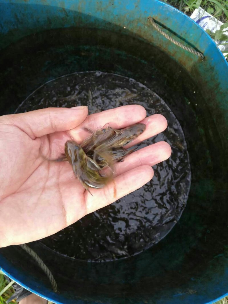 黄颡鱼苗