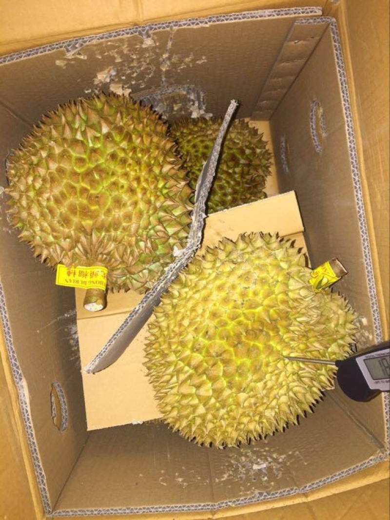 金枕头榴莲5~8斤