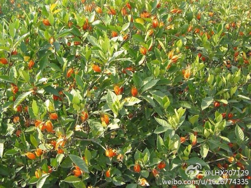 栀子花20cm以上4~6cm0.5米以下