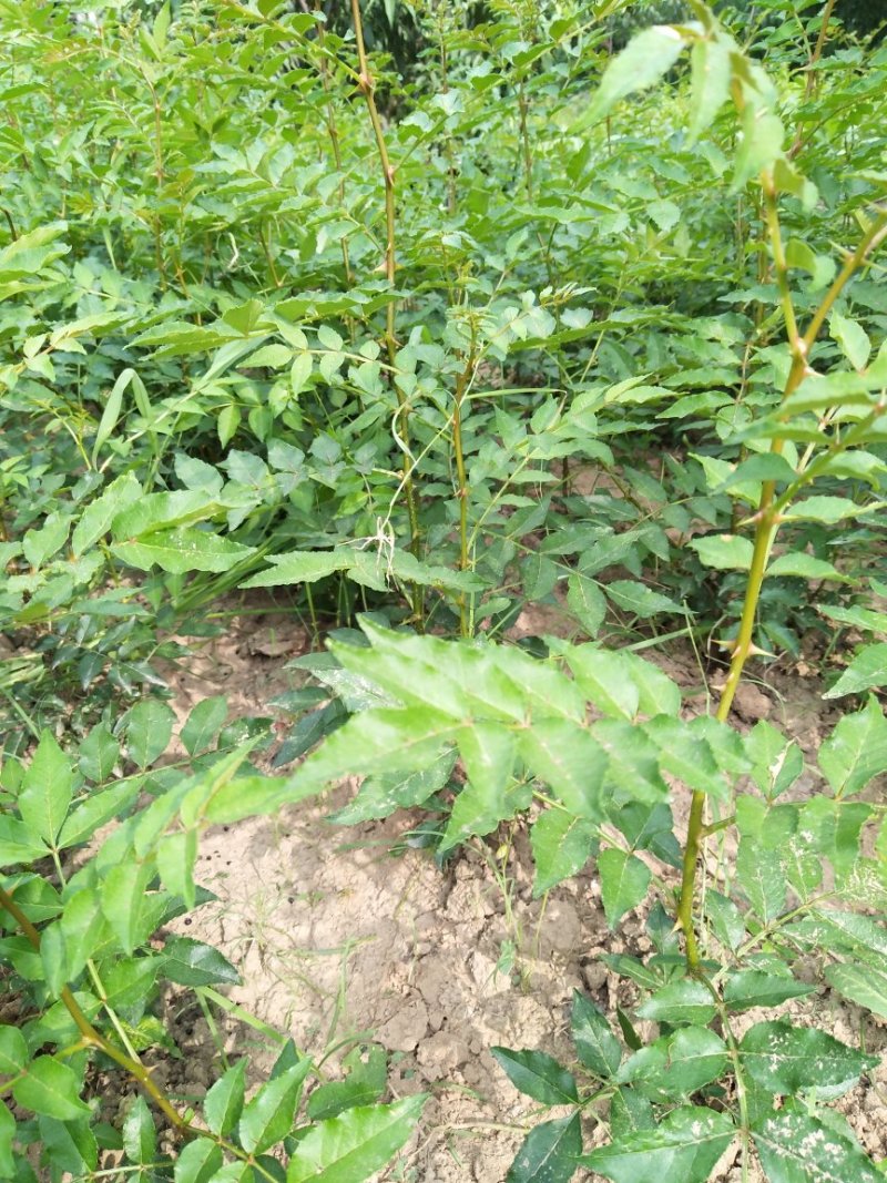 正宗韩城大红袍黄盖狮子头花椒苗现挖现发自家苗圃
