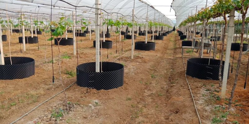 专用控根器植树袋快速种植育苗控根器容器围植排水板