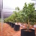 专用控根器植树袋快速种植育苗控根器容器围植排水板