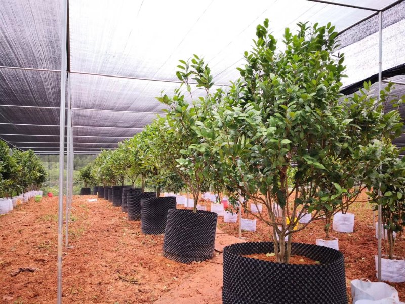 专用控根器植树袋快速种植育苗控根器容器围植排水板