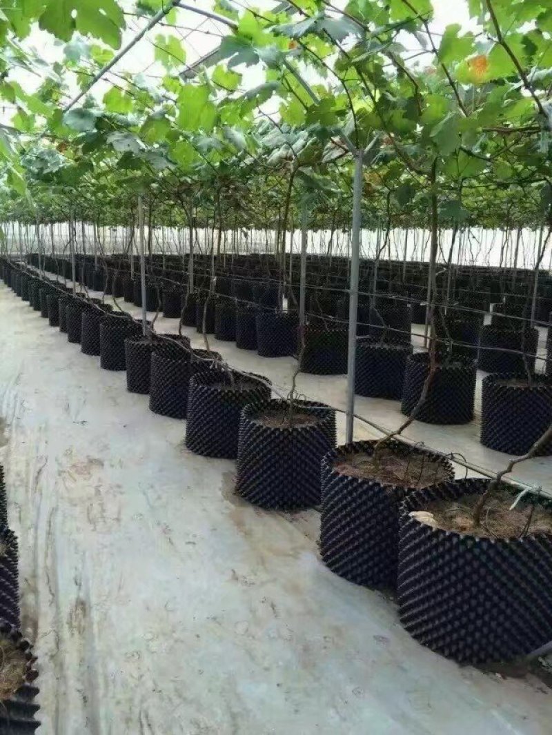 专用控根器植树袋快速种植育苗控根器容器围植排水板