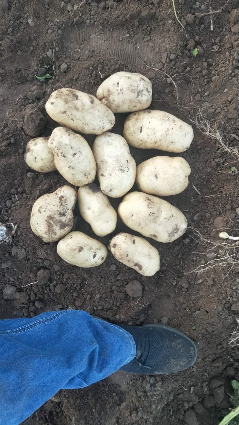 226