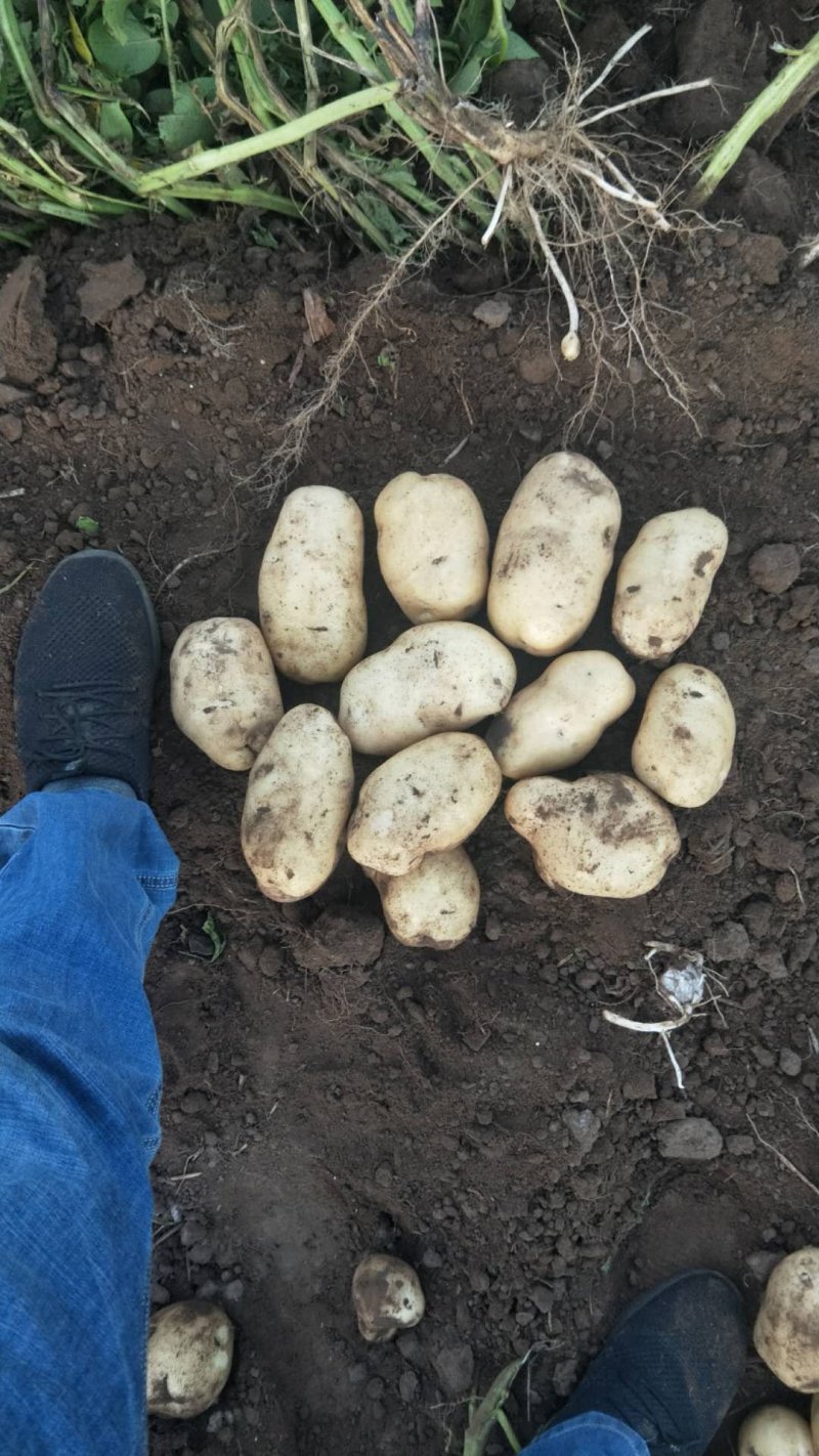226