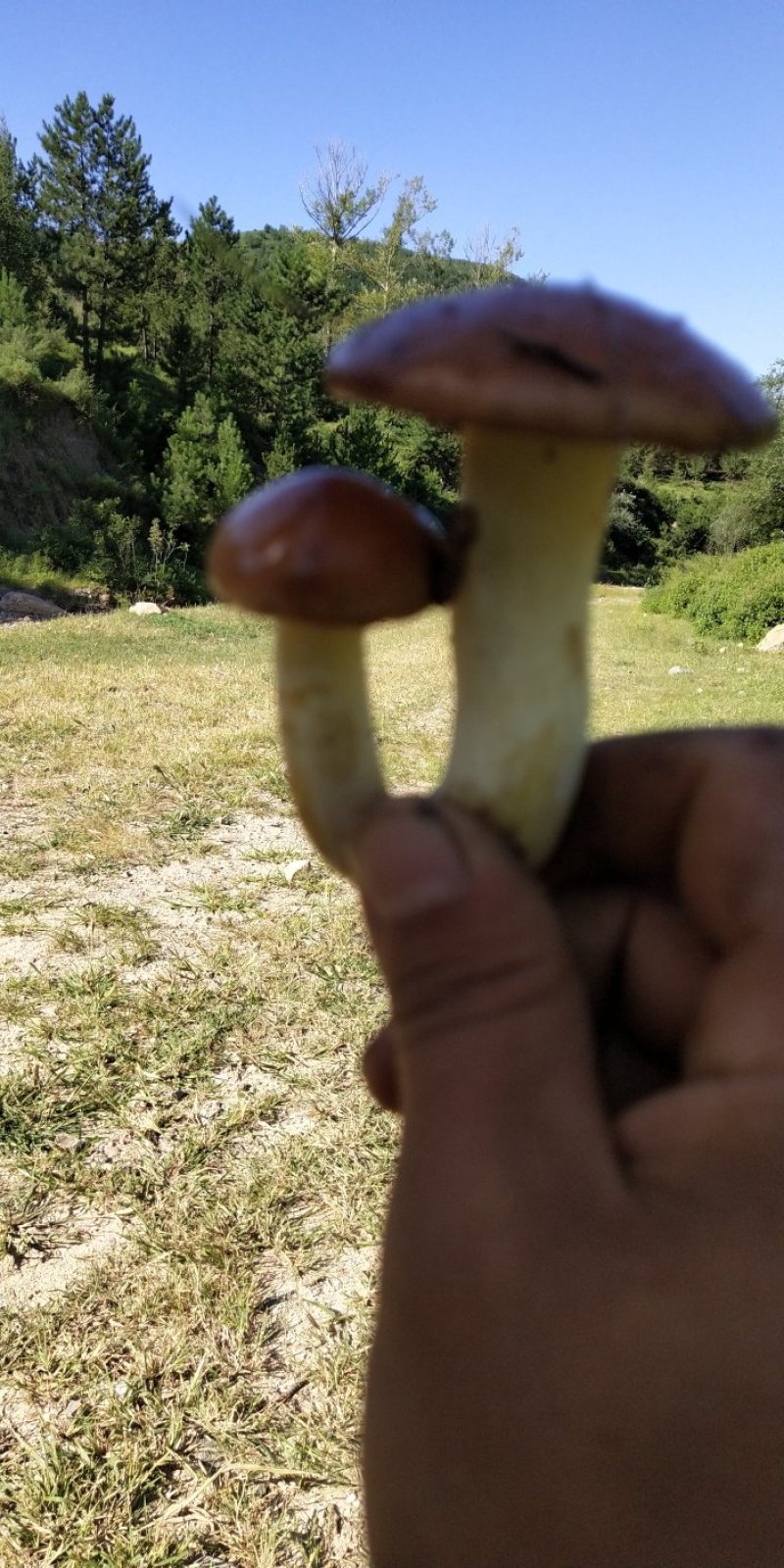 松蘑