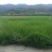 美人茭水生蔬菜基地直发量大质优