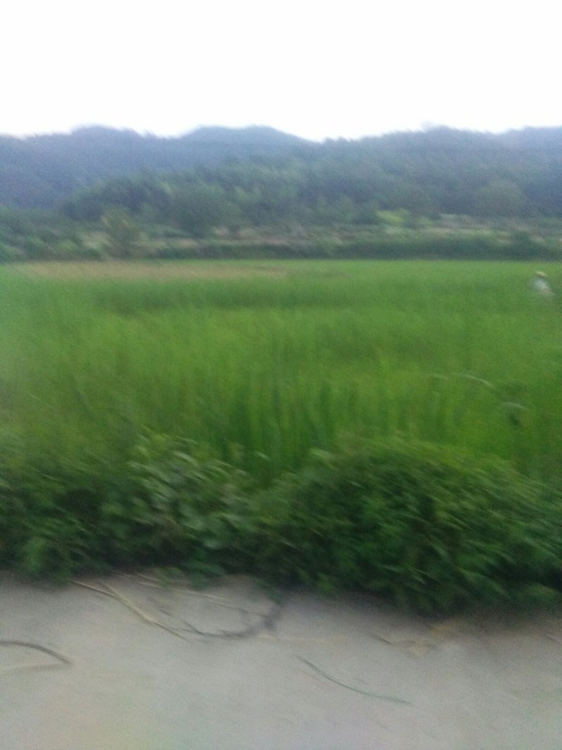 美人茭水生蔬菜基地直发量大质优