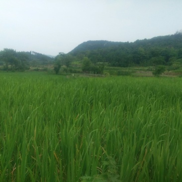 美人茭水生蔬菜基地直发量大质优