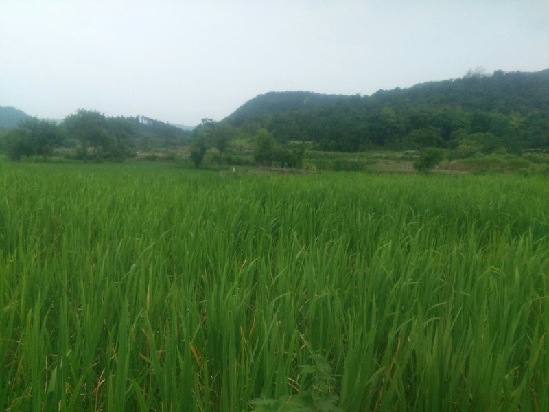 美人茭水生蔬菜基地直发量大质优