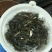草鱼苗