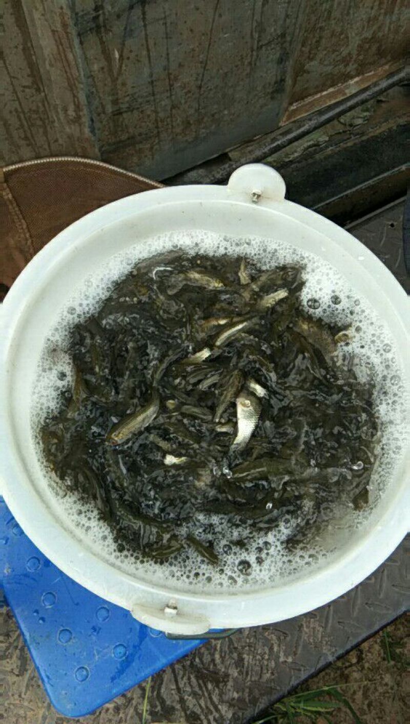 草鱼苗