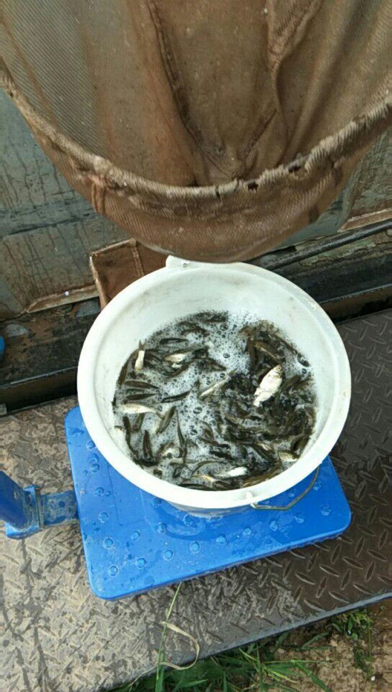 草鱼苗