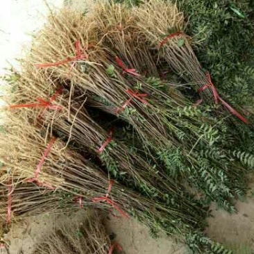 木瓜树文冠果文冠果树苗文官果苗观赏花食用油苗文冠种