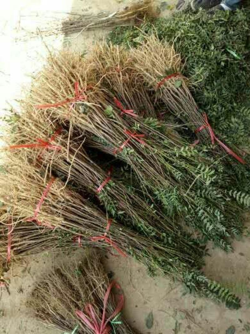 木瓜树文冠果文冠果树苗文官果苗观赏花食用油苗文冠种