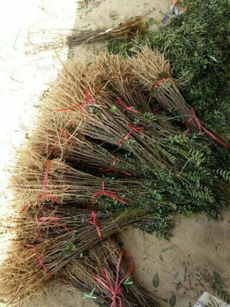 木瓜树文冠果文冠果树苗文官果苗观赏花食用油苗文冠种