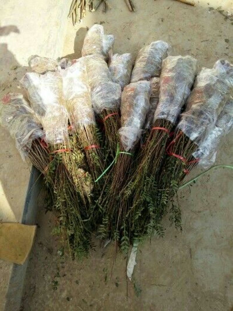 木瓜树文冠果文冠果树苗文官果苗观赏花食用油苗文冠种