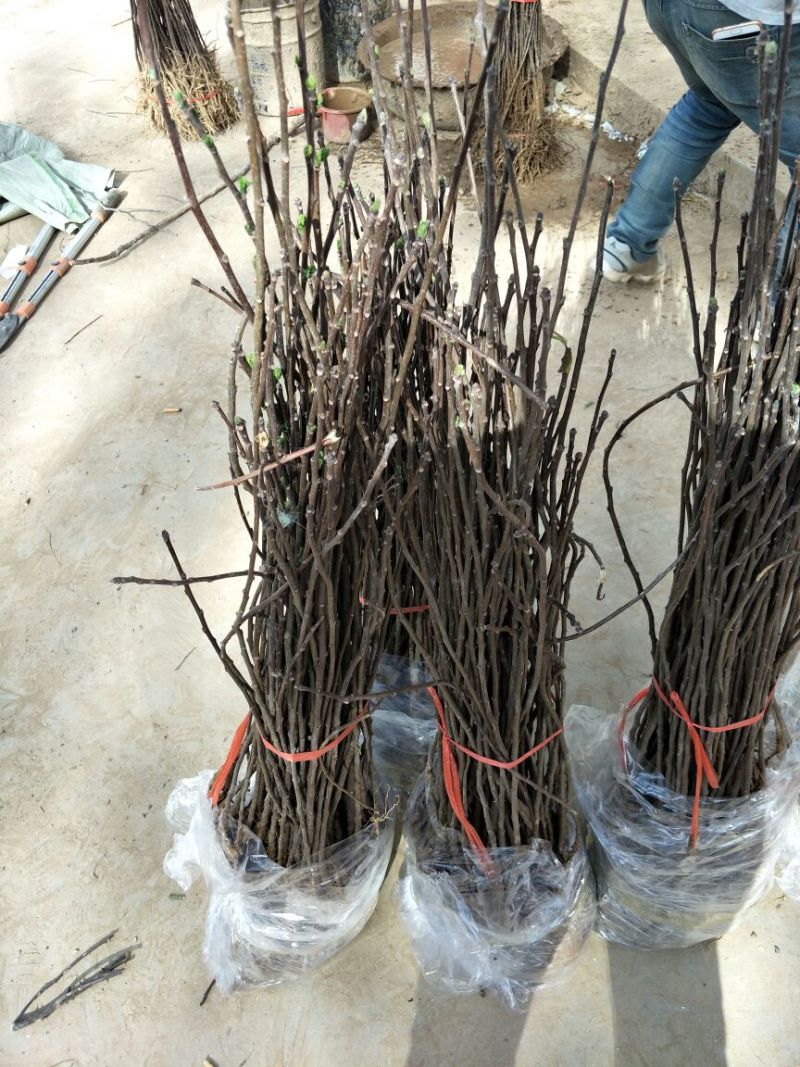 木瓜树文冠果文冠果树苗文官果苗观赏花食用油苗文冠种