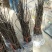 木瓜树文冠果文冠果树苗文官果苗观赏花食用油苗文冠种