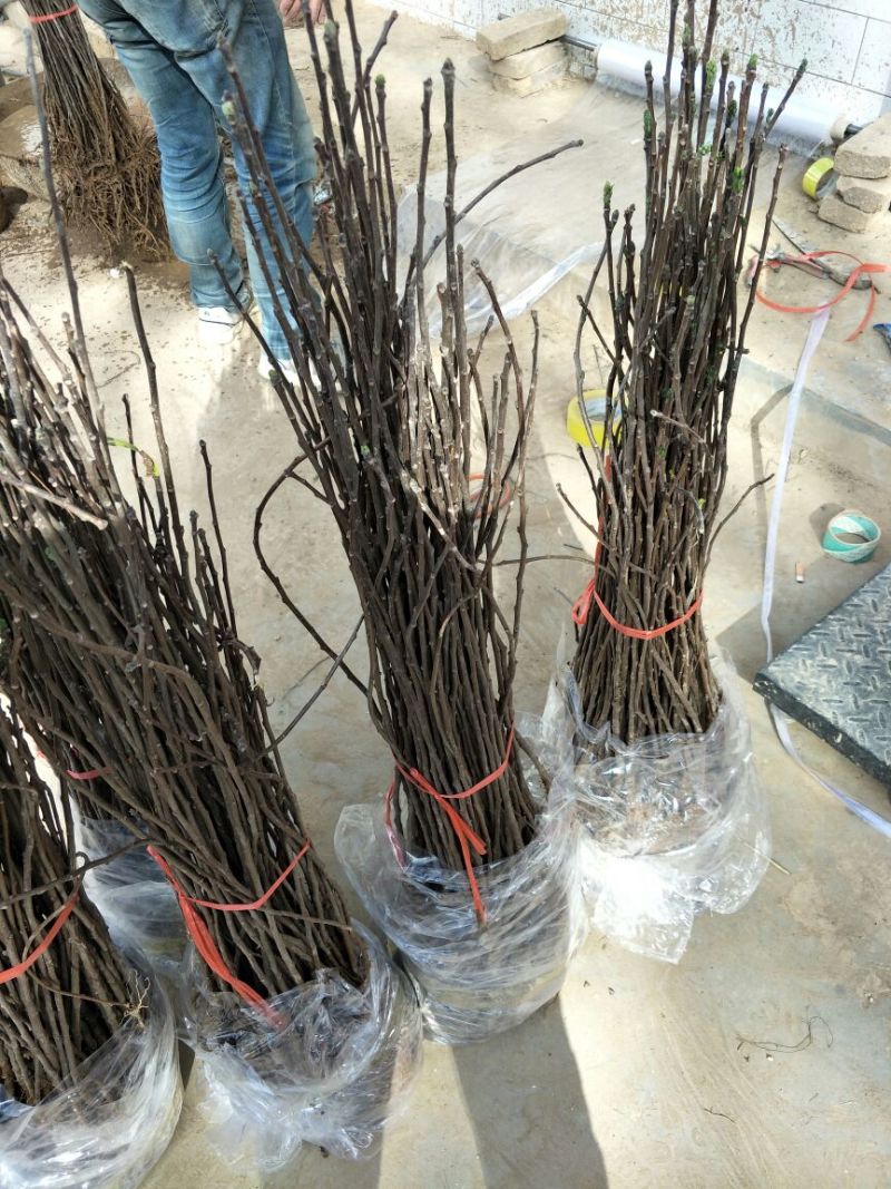 木瓜树文冠果文冠果树苗文官果苗观赏花食用油苗文冠种