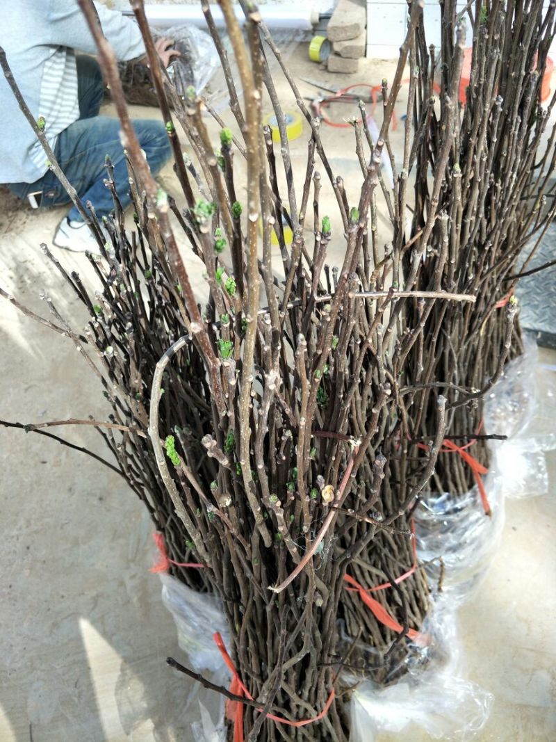 木瓜树文冠果文冠果树苗文官果苗观赏花食用油苗文冠种