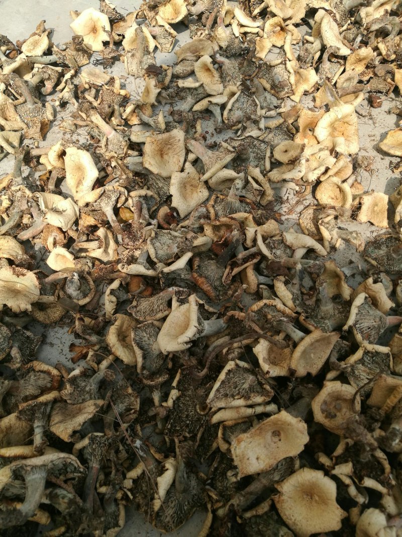 湖北优质干松树菌大山里的干货农户直发欢迎来电合作
