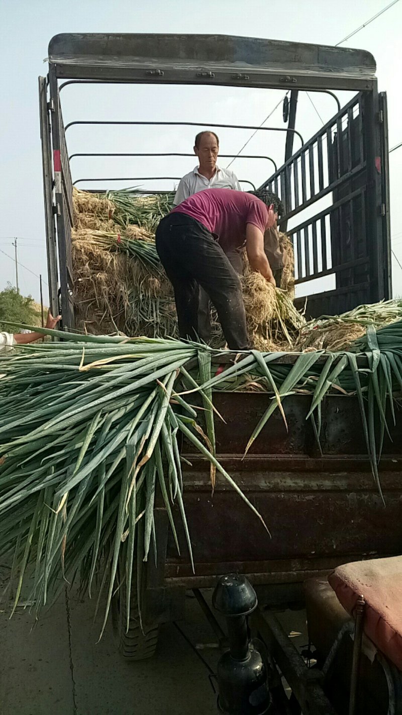 山西运城万荣大葱正在热卖中长白大葱，万荣诚信代办产地代言