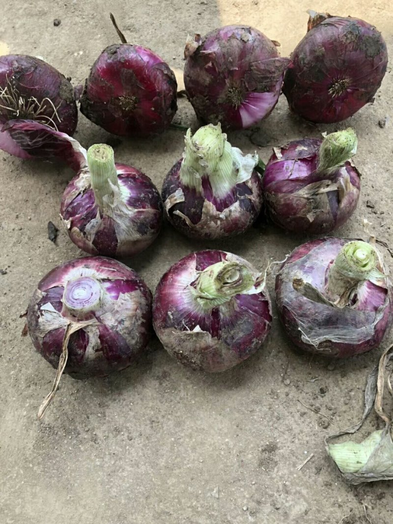 红皮洋葱6-8厘米