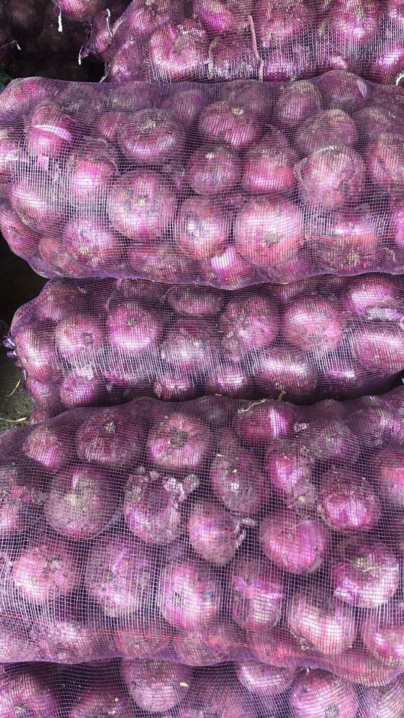 红皮洋葱6-8厘米