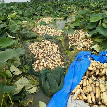 精品莲藕质量好价格美丽