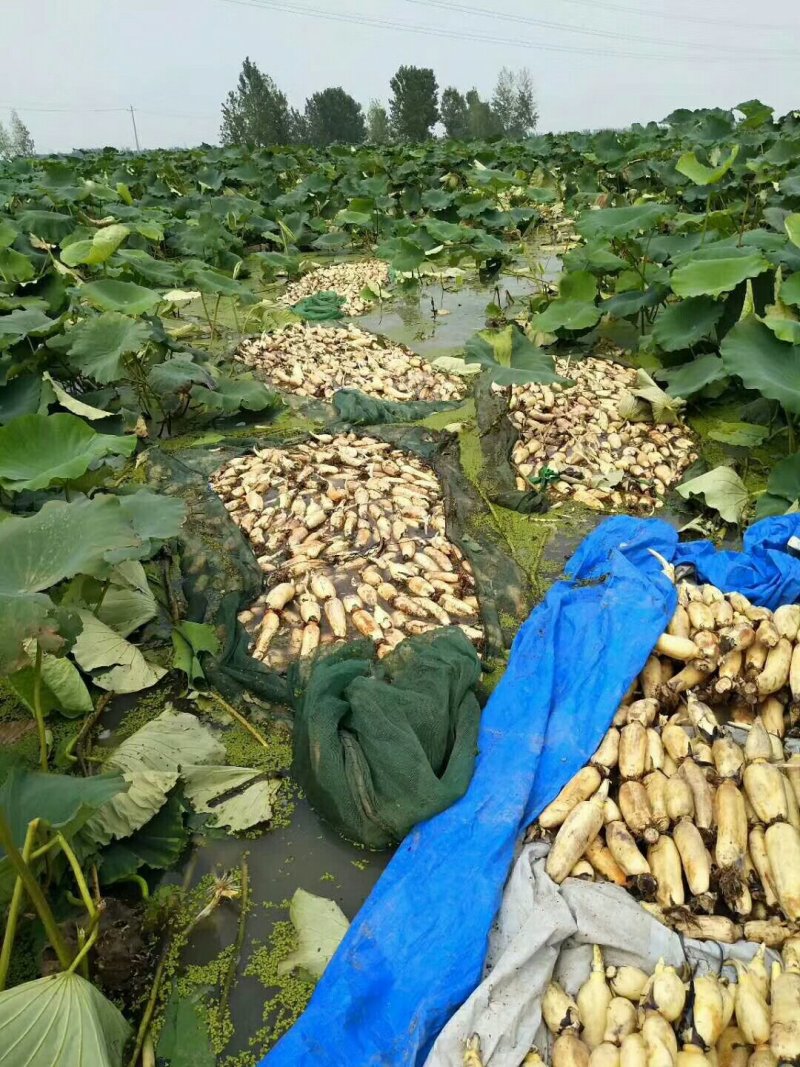 精品莲藕质量好价格美丽